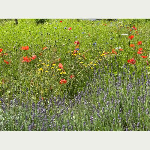 Wildblumenwiese im Garten: Vielfalt auf sonnigem, mageren Standort